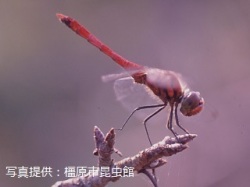 代表画像
