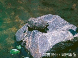 代表画像