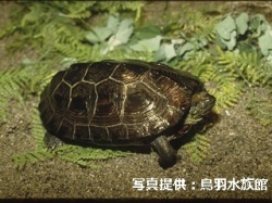 代表画像