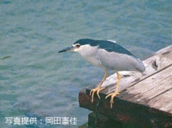 代表画像