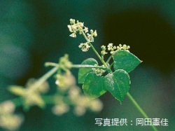 代表画像