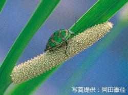 代表画像