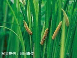 代表画像