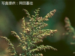 代表画像