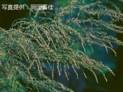代表画像
