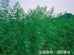 歌詳細 | 万葉百科 奈良県立万葉文化館