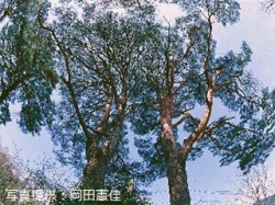 山上憶良の研究 山上憶良の研究 | 東 茂美 |本 | 通販 | Amazon