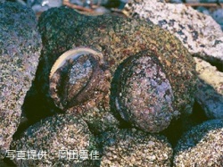 代表画像