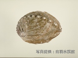 代表画像