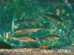 代表画像