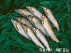 代表画像