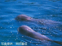 代表画像