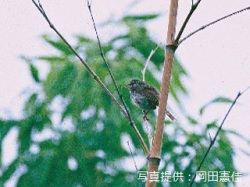 代表画像