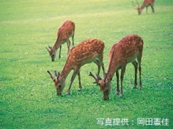 代表画像
