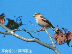 代表画像