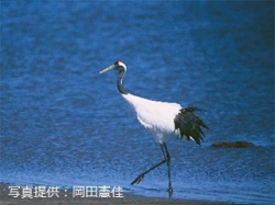 代表画像