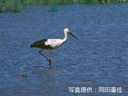 代表画像