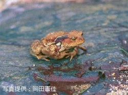 代表画像