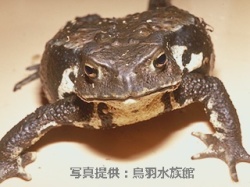 代表画像