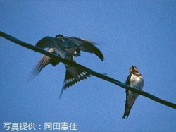 代表画像