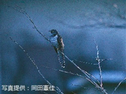 代表画像