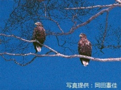 代表画像