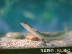 代表画像