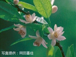 代表画像