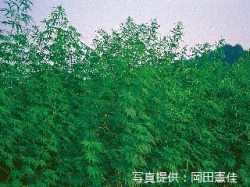 代表画像