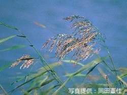 代表画像