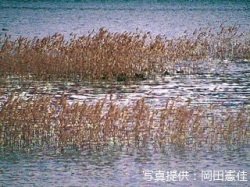代表画像