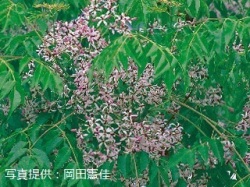 代表画像