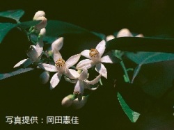 代表画像