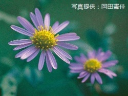 代表画像