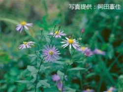 代表画像