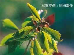 代表画像