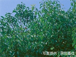 代表画像