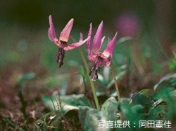 代表画像
