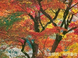 代表画像