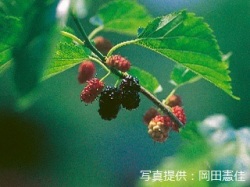 代表画像