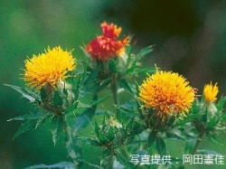 代表画像