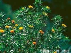 代表画像