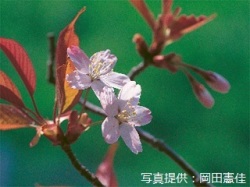 代表画像