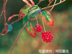 代表画像