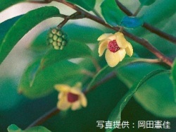 代表画像
