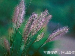 代表画像