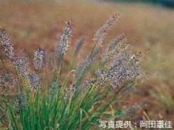 代表画像