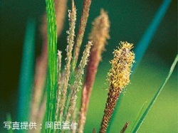 代表画像