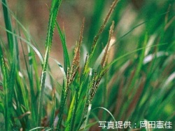 代表画像