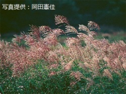 代表画像